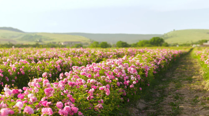 Parfums Domaine Privé: The Art of Cultivating Your Own Olfactory Universe