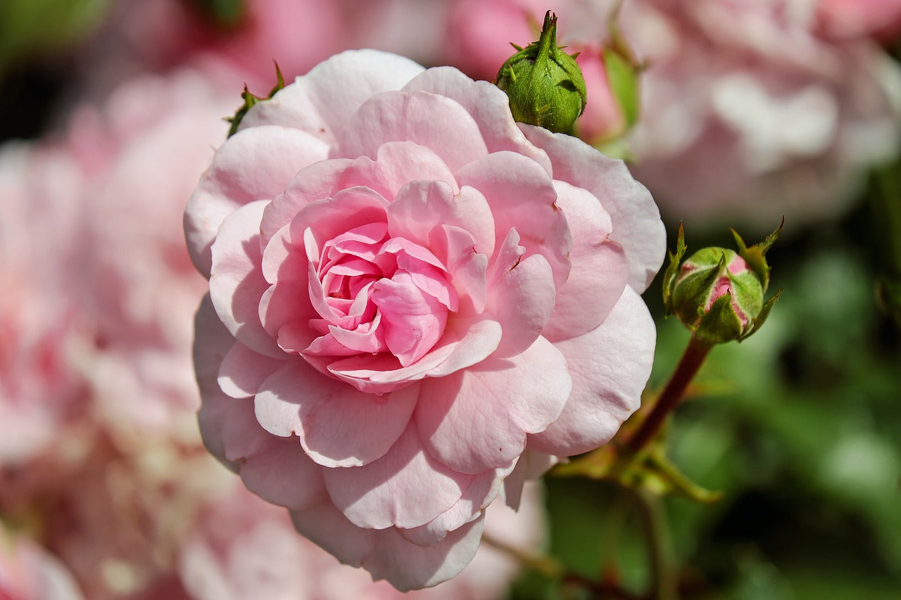 Floral Fragrances - DOMAINE PRIVÉ PARFUMS