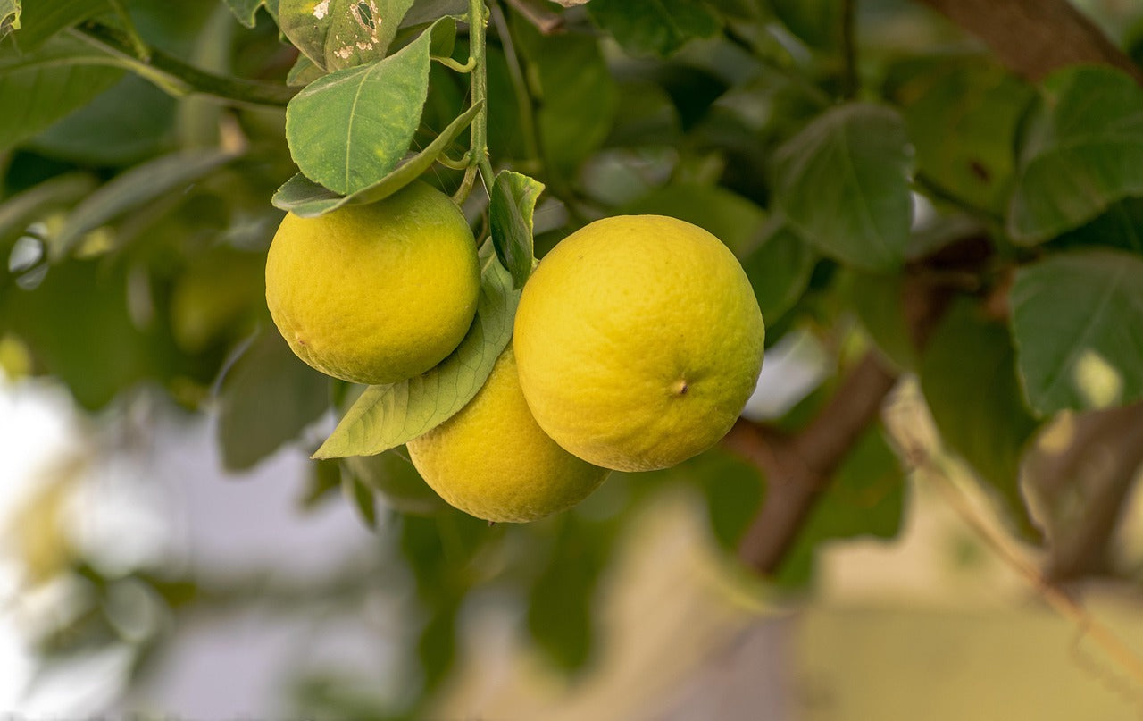 Fruity Fragrances - DOMAINE PRIVÉ PARFUMS